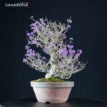 Callicarpa Japonica VENDUTO - immagine 2