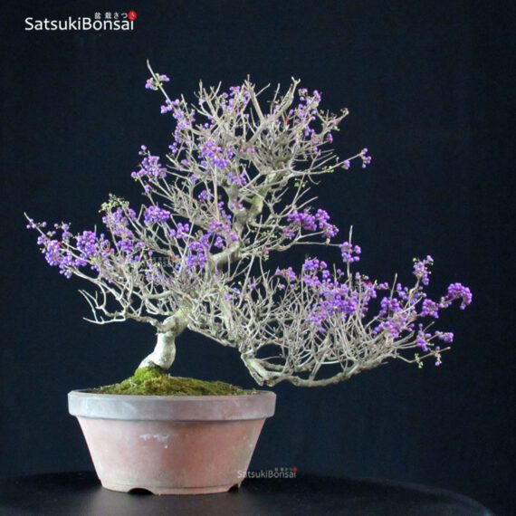 Callicarpa Japonica VENDUTO - immagine 3