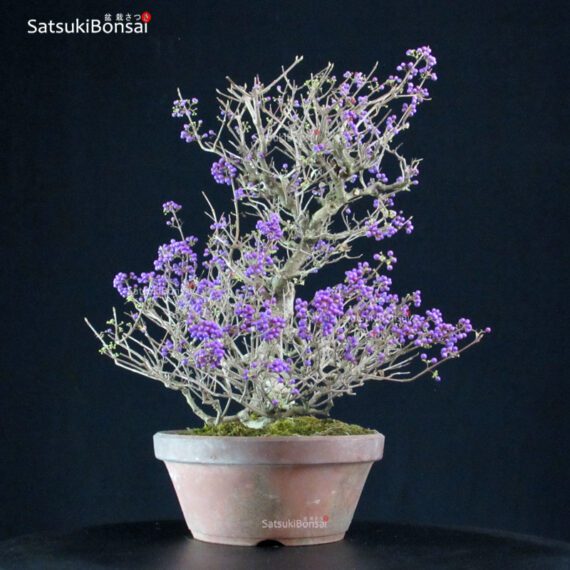 Callicarpa Japonica VENDUTO - immagine 4
