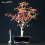 Acero Palmato Nomura