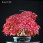 Acer Palmatum - immagine 2