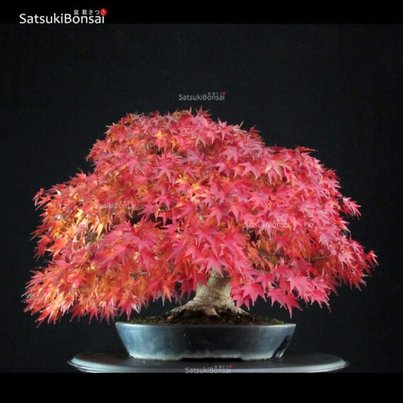 Acer Palmatum - immagine 3