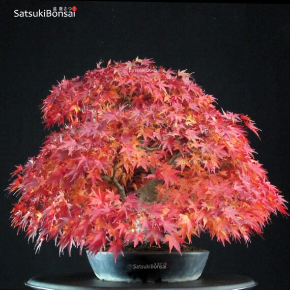 Acer Palmatum - immagine 4