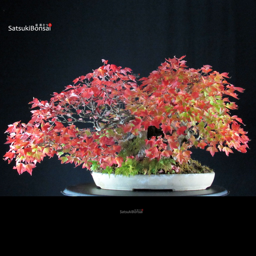 4687_10-Acer-buergerianum-kaede Acer Buergerianum - Kaede Ishizuki - immagine 1