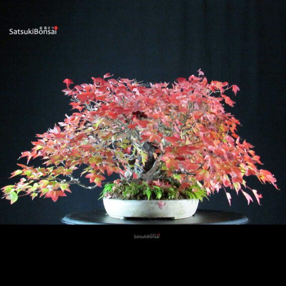 Acer Buergerianum - Kaede Ishizuki - immagine 2