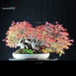 Acer Buergerianum - Kaede Ishizuki - immagine 3