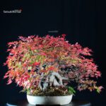 Acer Buergerianum - Kaede Ishizuki - immagine 4
