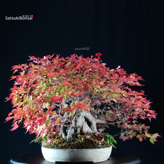 Acer Buergerianum - Kaede Ishizuki - immagine 4