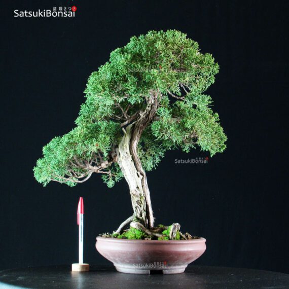 Juniperus Chinensis Kishu