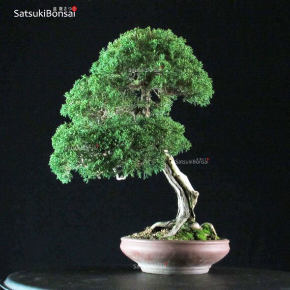 Juniperus Chinensis Kishu - immagine 2