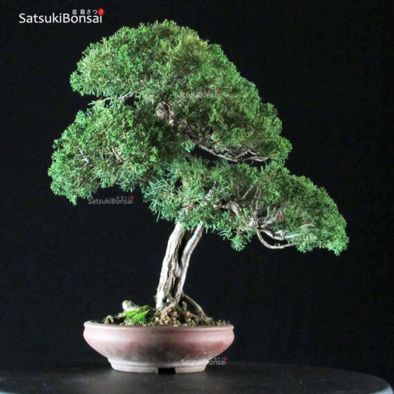 Juniperus Chinensis Kishu - immagine 3