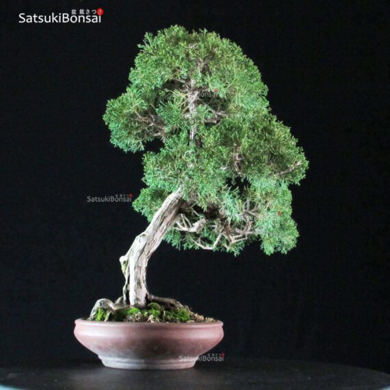 Juniperus Chinensis Kishu - immagine 4