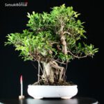 Ficus Retusa