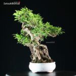 Ficus Retusa - immagine 2