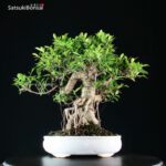 Ficus Retusa - immagine 3