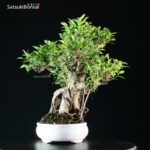 Ficus Retusa - immagine 4