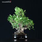 Ficus Retusa - immagine 2
