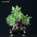 Ficus Retusa - immagine 3