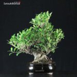 Ficus Retusa - immagine 4