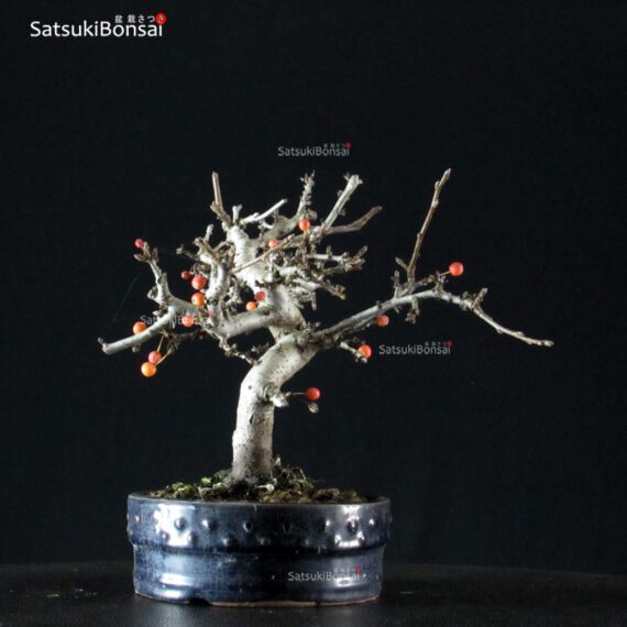 Malus Sargentii - Melo - immagine 2