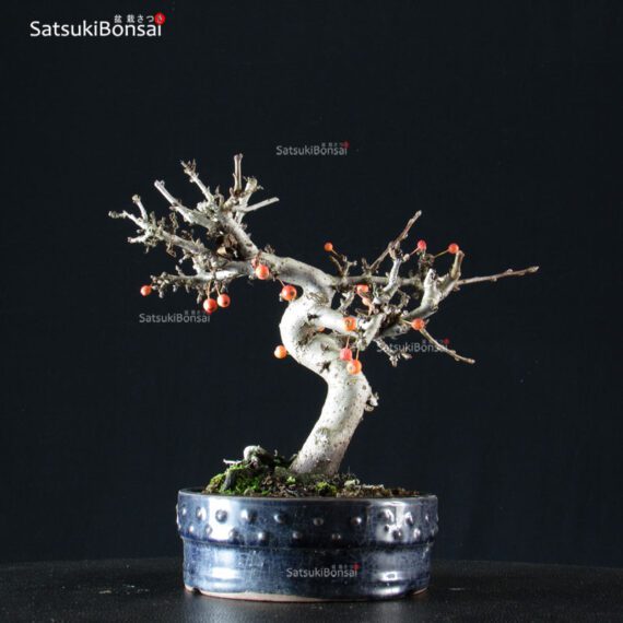 Malus Sargentii - Melo - immagine 3