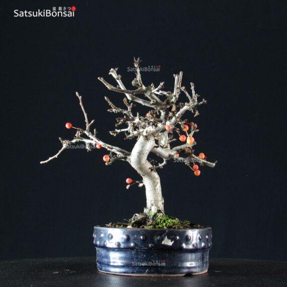 Malus Sargentii - Melo - immagine 4