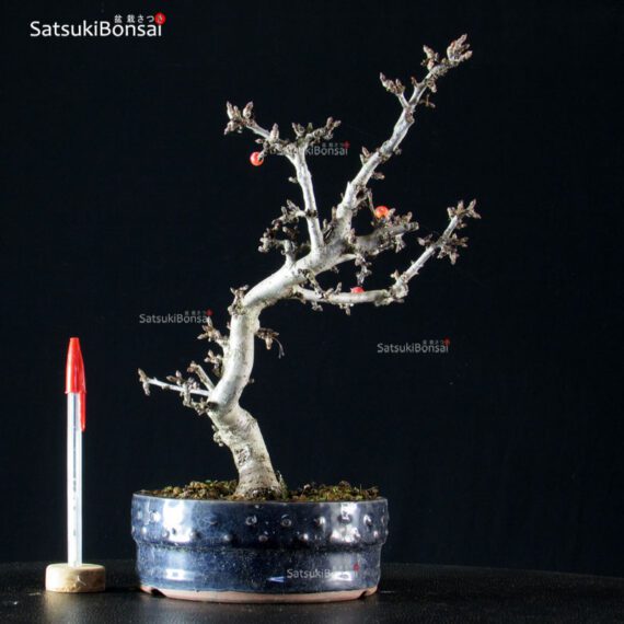 Malus Sargentii - Melo - immagine 2