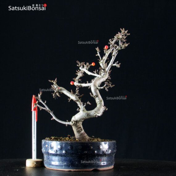 Malus Sargentii - Melo - immagine 3