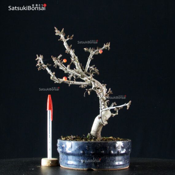 Malus Sargentii - Melo - immagine 4