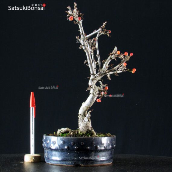 Malus Sargentii - Melo - immagine 2