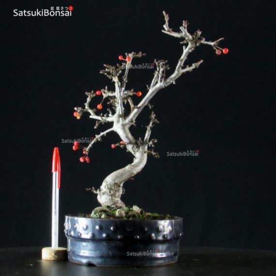 Malus Sargentii - Melo - immagine 3