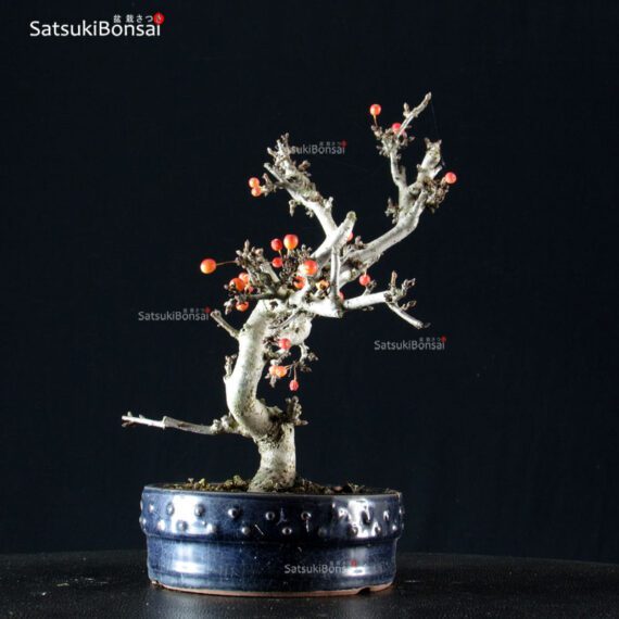 Malus Sargentii - Melo - immagine 2