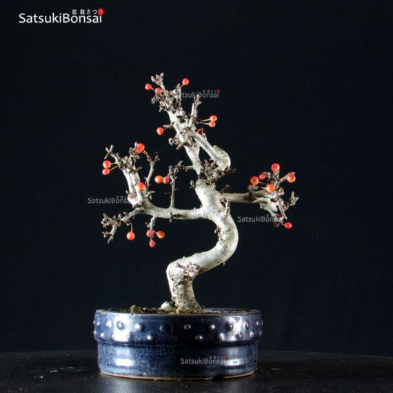 Malus Sargentii - Melo - immagine 3