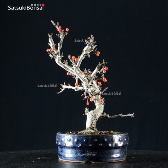 Malus Sargentii - Melo - immagine 4