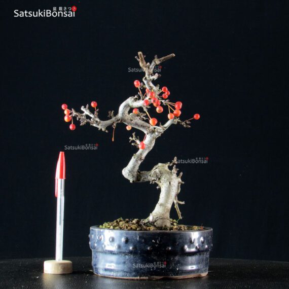 Malus Sargentii - Melo