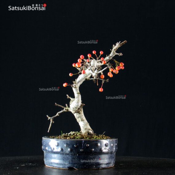 Malus Sargentii - Melo - immagine 2