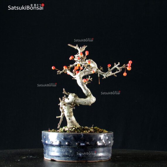 Malus Sargentii - Melo - immagine 3