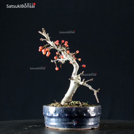 Malus Sargentii - Melo - immagine 4