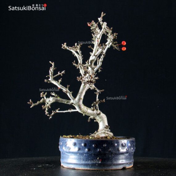 Malus Sargentii - Melo - immagine 2