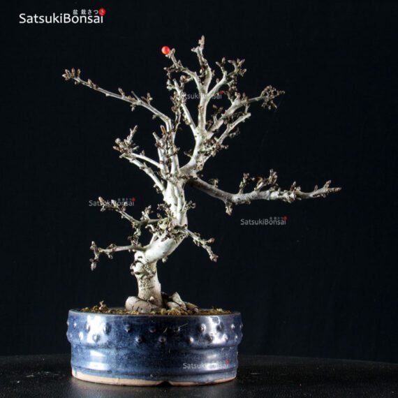 Malus Sargentii - Melo - immagine 3