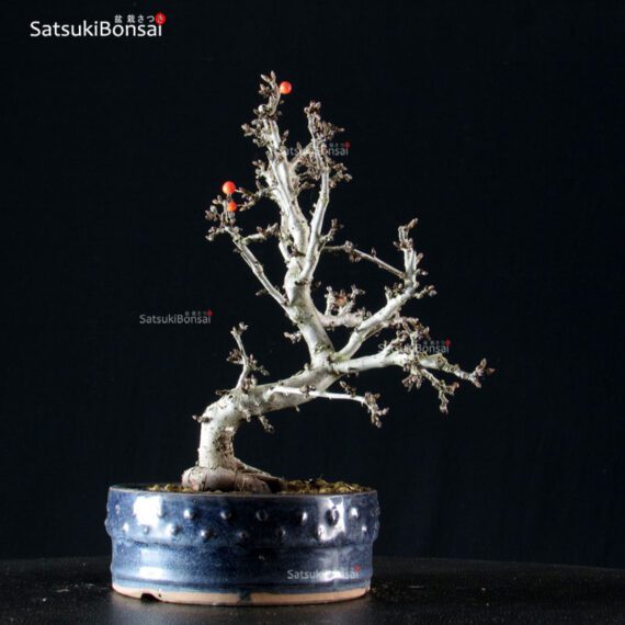 Malus Sargentii - Melo - immagine 4