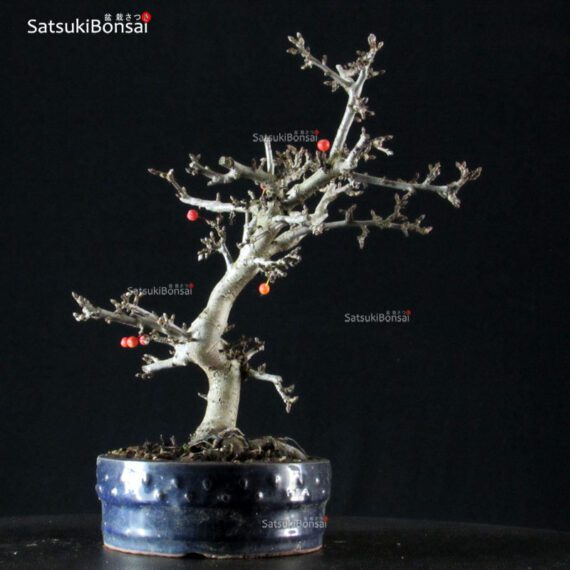 Malus Sargentii - Melo - immagine 2