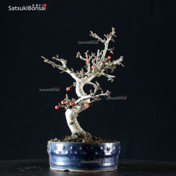 Malus Sargentii - Melo - immagine 3