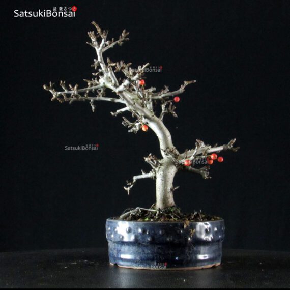 Malus Sargentii - Melo - immagine 4