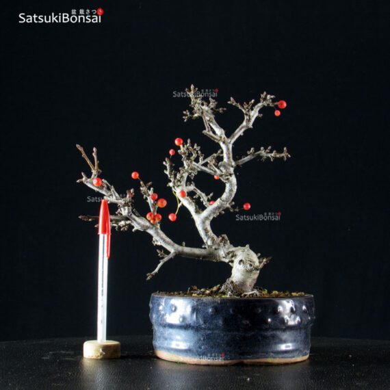 Malus Sargentii - Melo