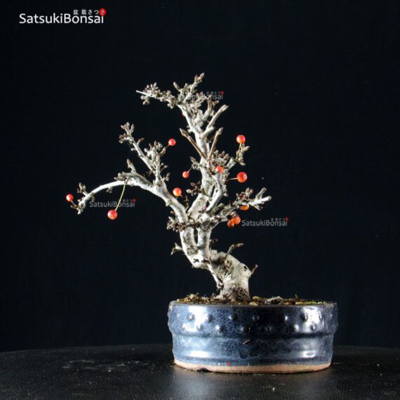 Malus Sargentii - Melo - immagine 2