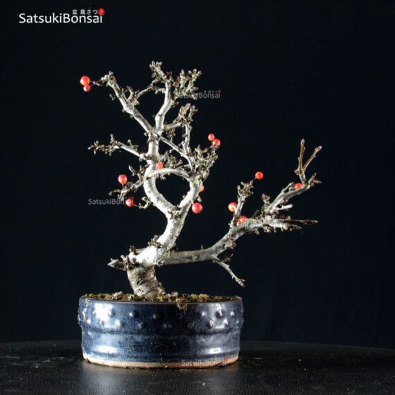 Malus Sargentii - Melo - immagine 3