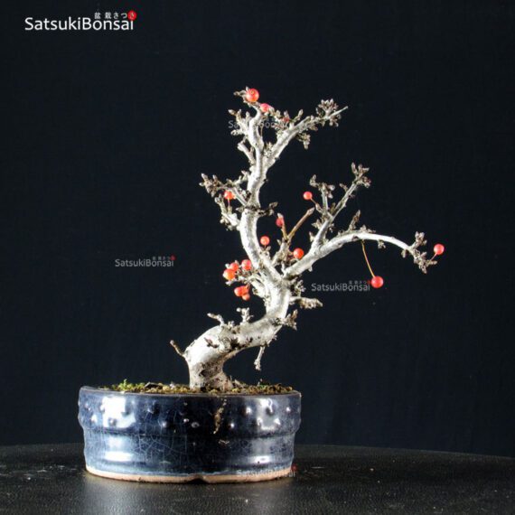 Malus Sargentii - Melo - immagine 4