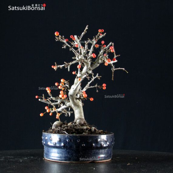 Malus Sargentii - Melo VENDUTO - immagine 2