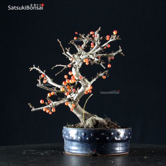 Malus Sargentii - Melo VENDUTO - immagine 3